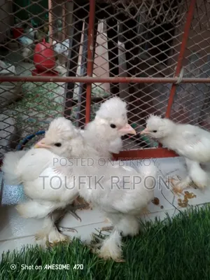Brahma and Turkish Sultan Chicks for Sale