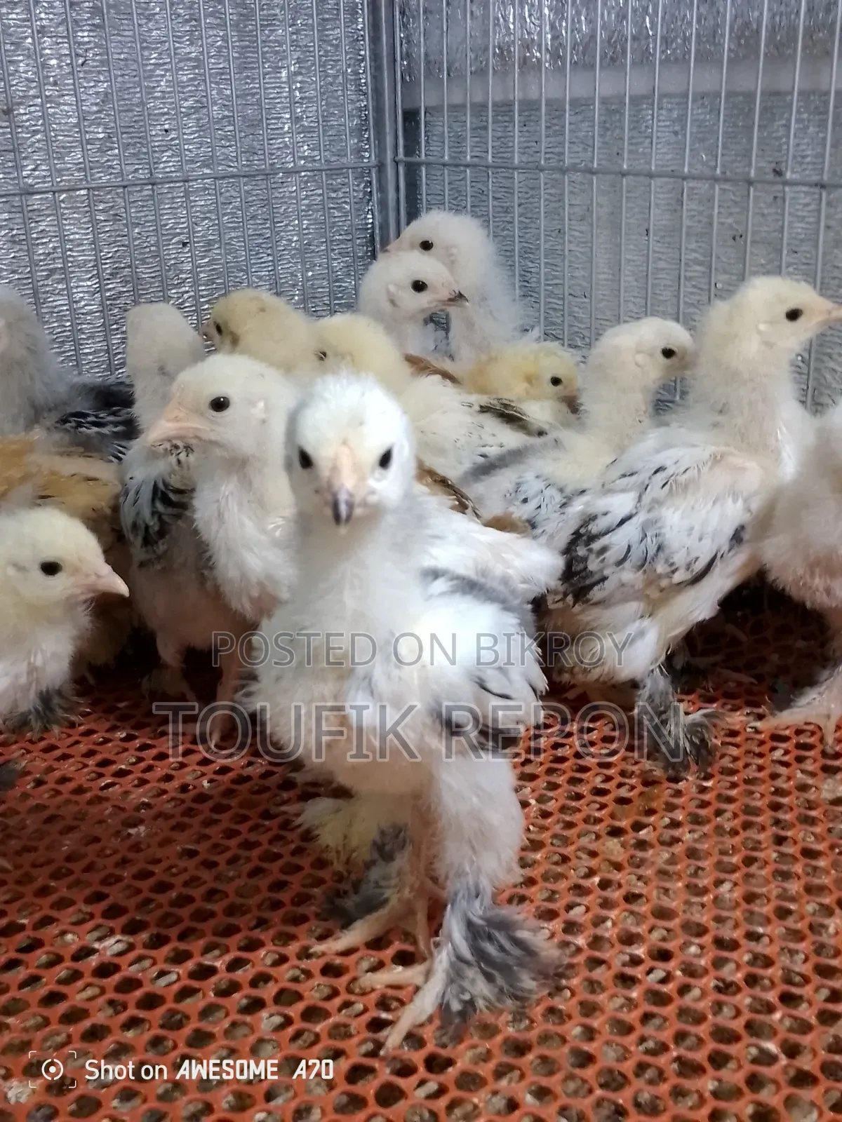 Brahma and Turkish Sultan Chicks for Sale