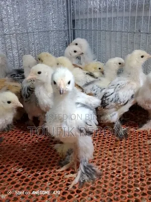 Brahma and Turkish Sultan Chicks for Sale