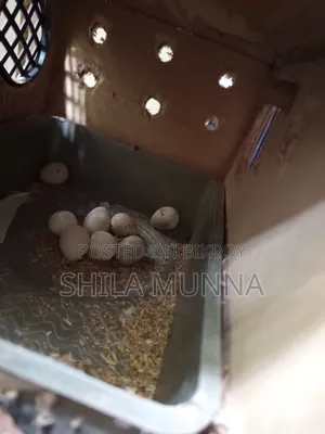 ককাটেল পাখি ১ জোড়া