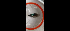 সুন্দর Betta ফিস বিক্রি হবে