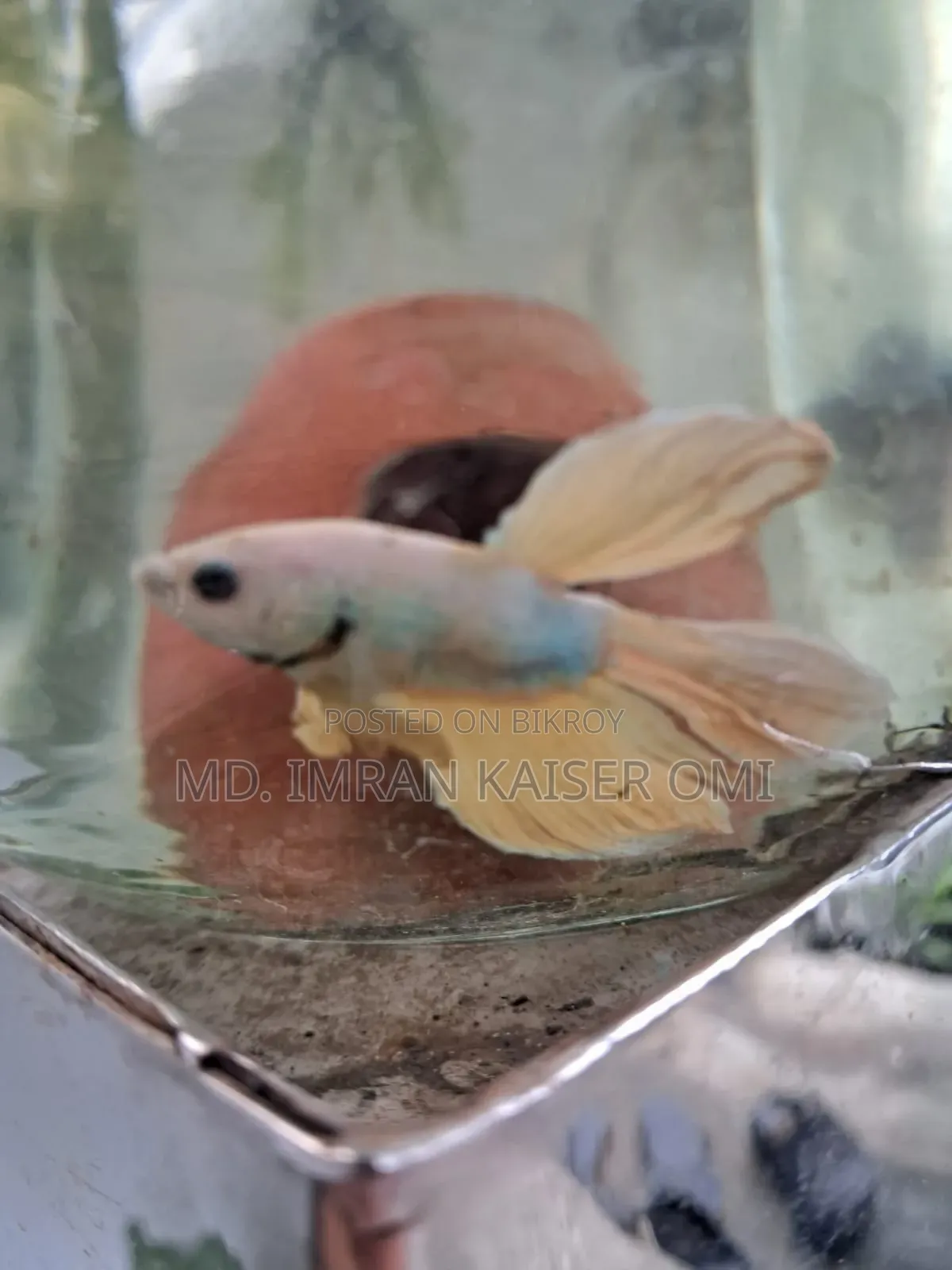 Young Male Betta Fish