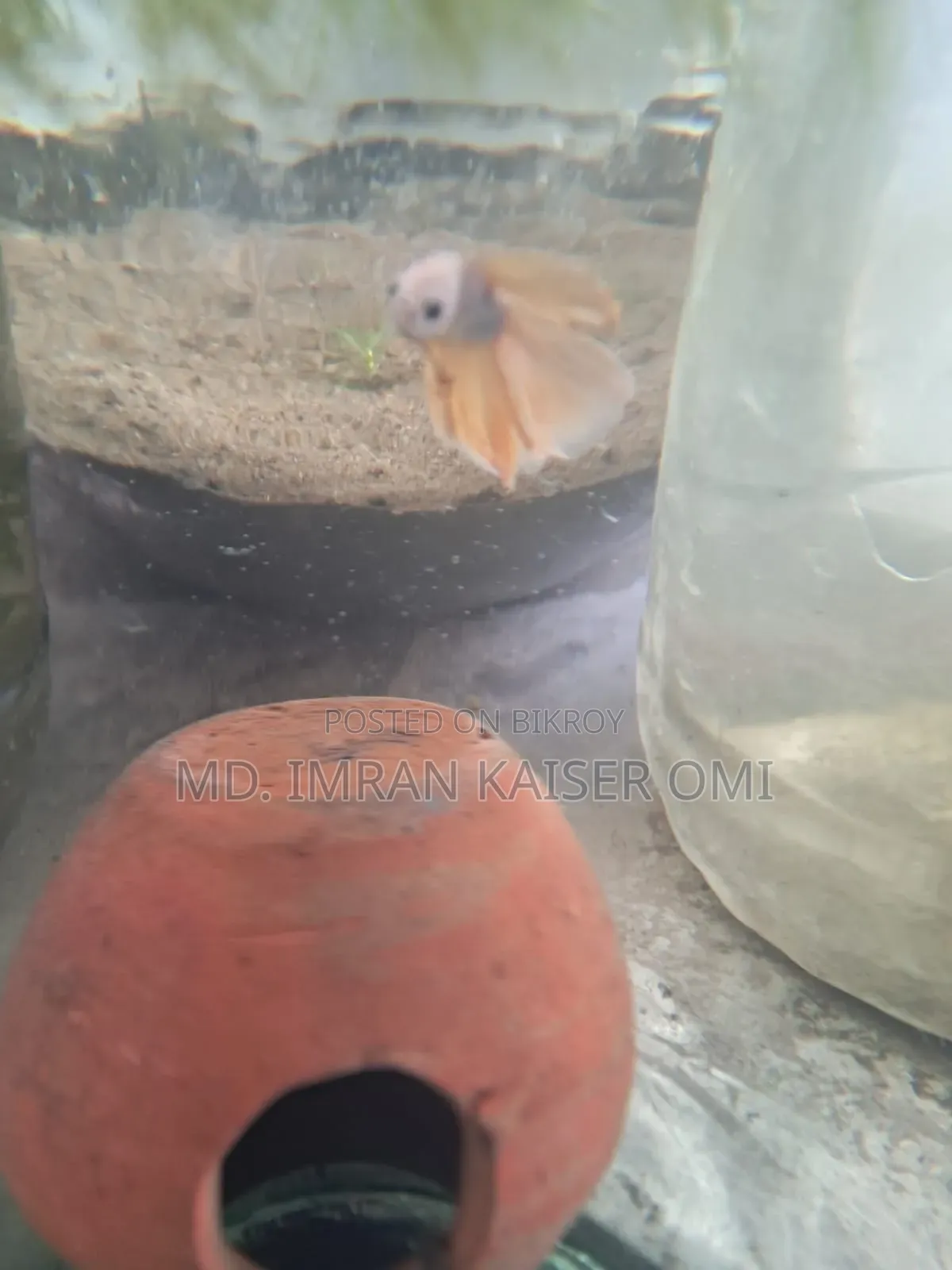 Young Male Betta Fish