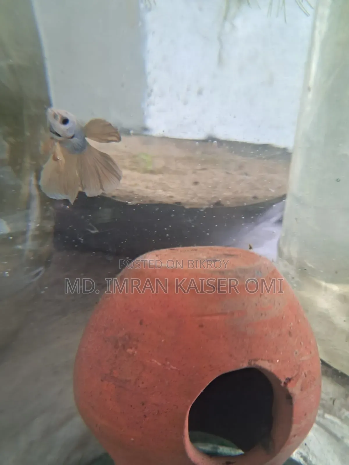 Young Male Betta Fish