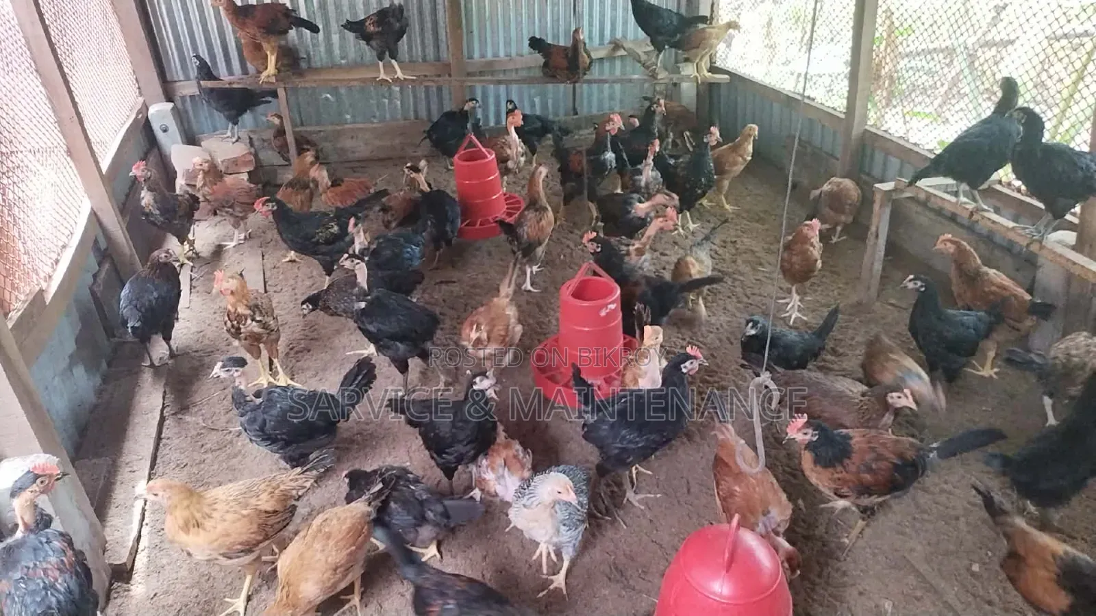 Deshi Chicken Chicks and Large Size