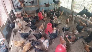 Deshi Chicken Chicks and Large Size
