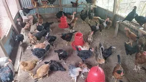 Deshi Chicken Chicks and Large Size