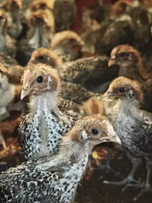 Deshi Chicken Chicks and Large Size