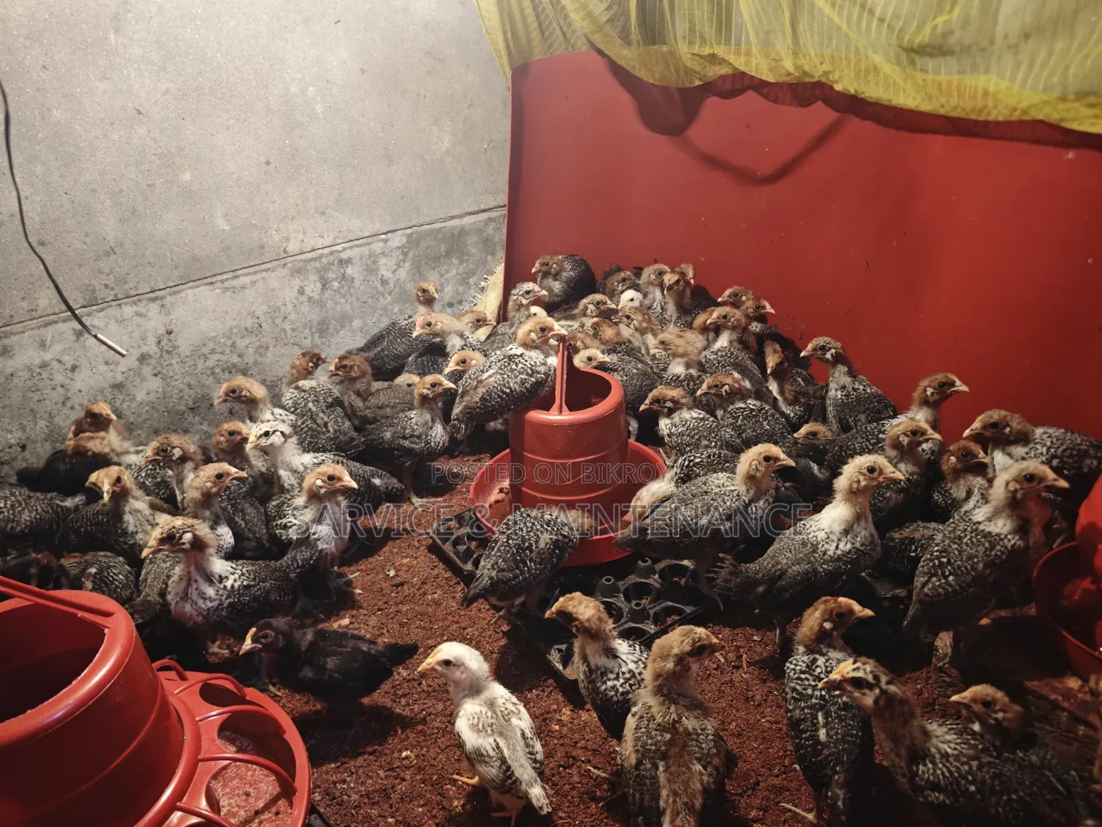 Deshi Chicken Chicks and Large Size