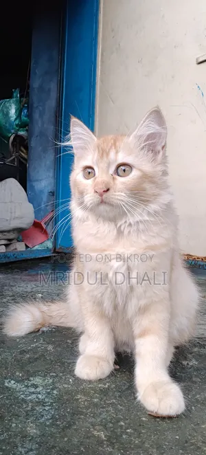 ১-৩ মাস বয়সী ফিমেল মিক্সড ব্রিড পার্সিয়ান