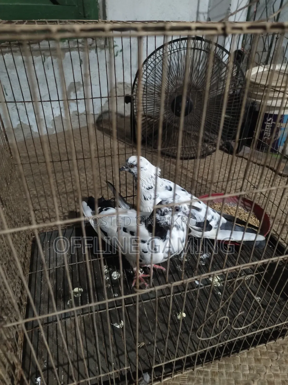 লিলি কবুতর জলজ চোখ