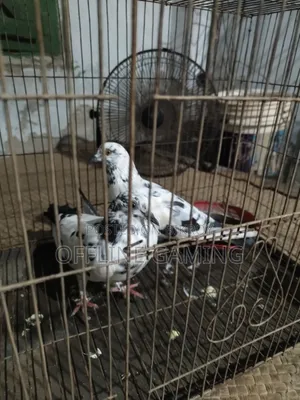 লিলি কবুতর জলজ চোখ