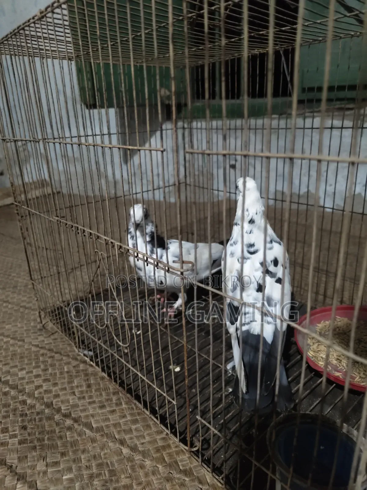 লিলি কবুতর জলজ চোখ