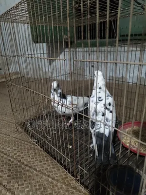 লিলি কবুতর জলজ চোখ
