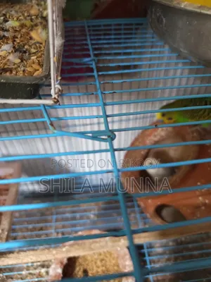 বাজিগর পাখি