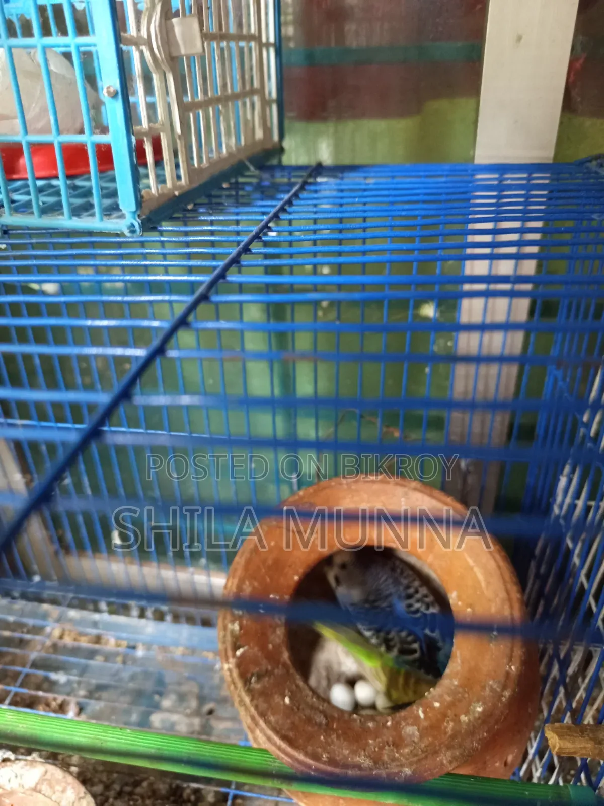 বাজিগর পাখি