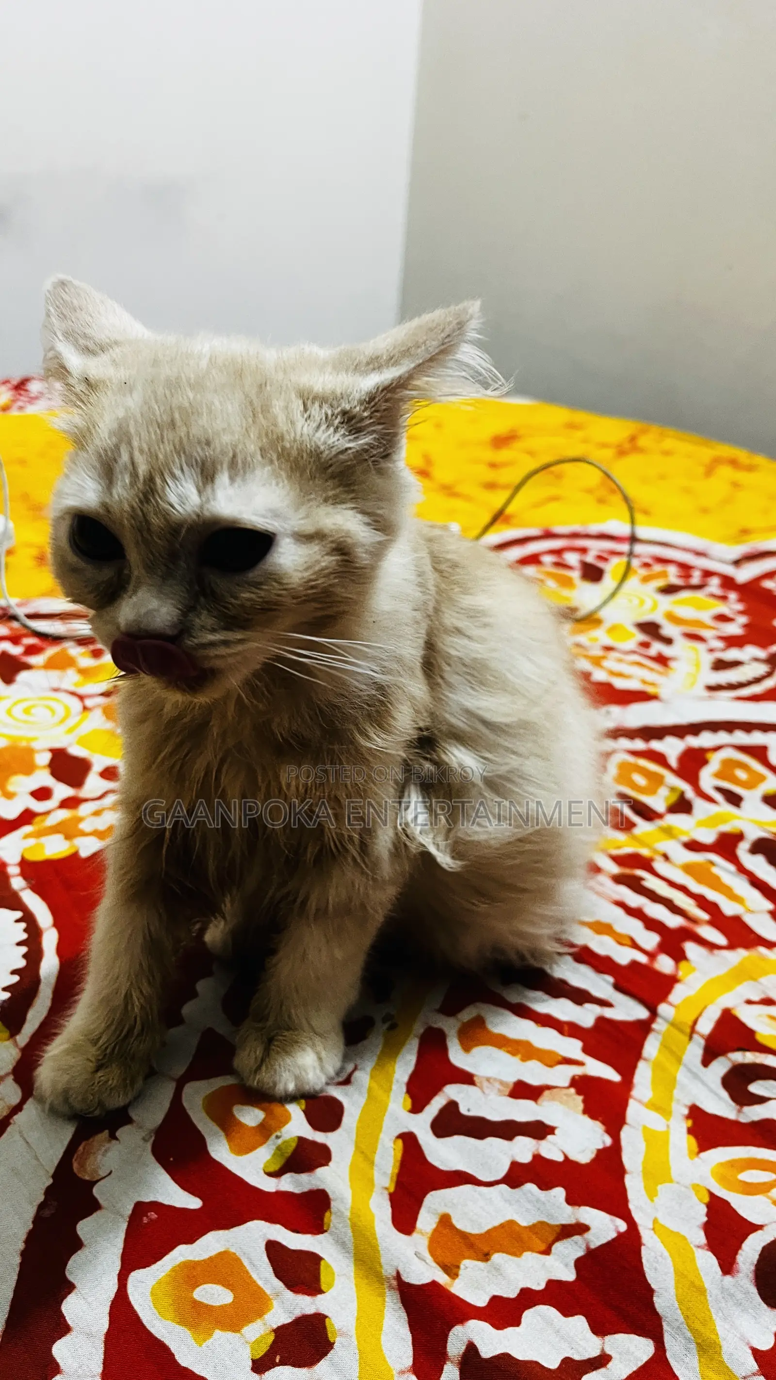 ১-৩ মাস বয়সী ফিমেল পিওরব্রেড পার্সিয়ান