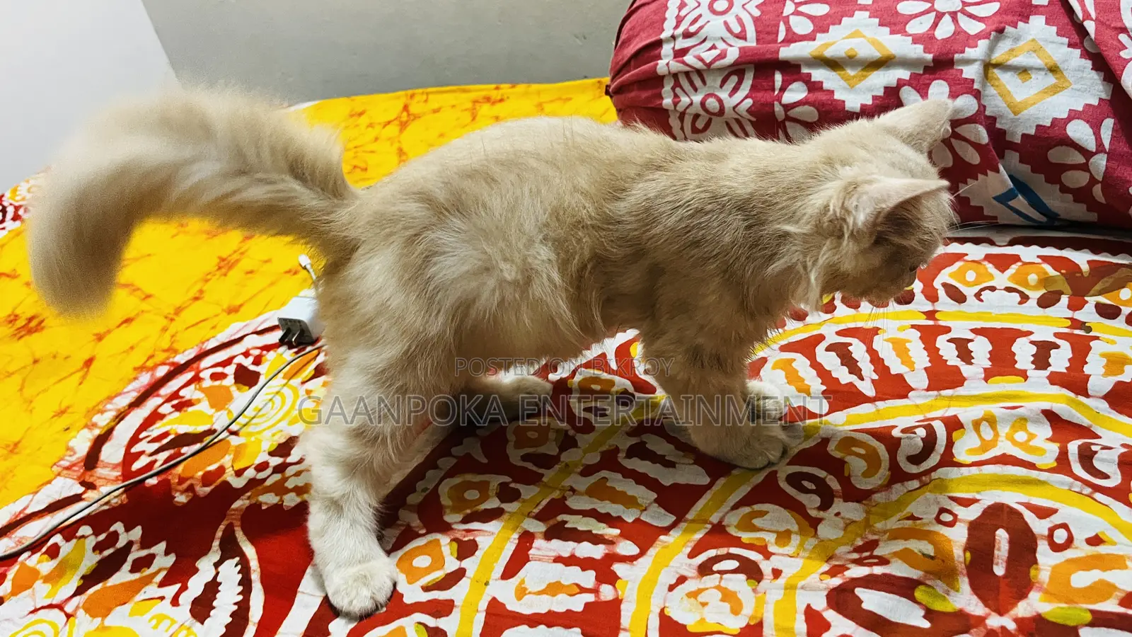 ১-৩ মাস বয়সী ফিমেল পিওরব্রেড পার্সিয়ান