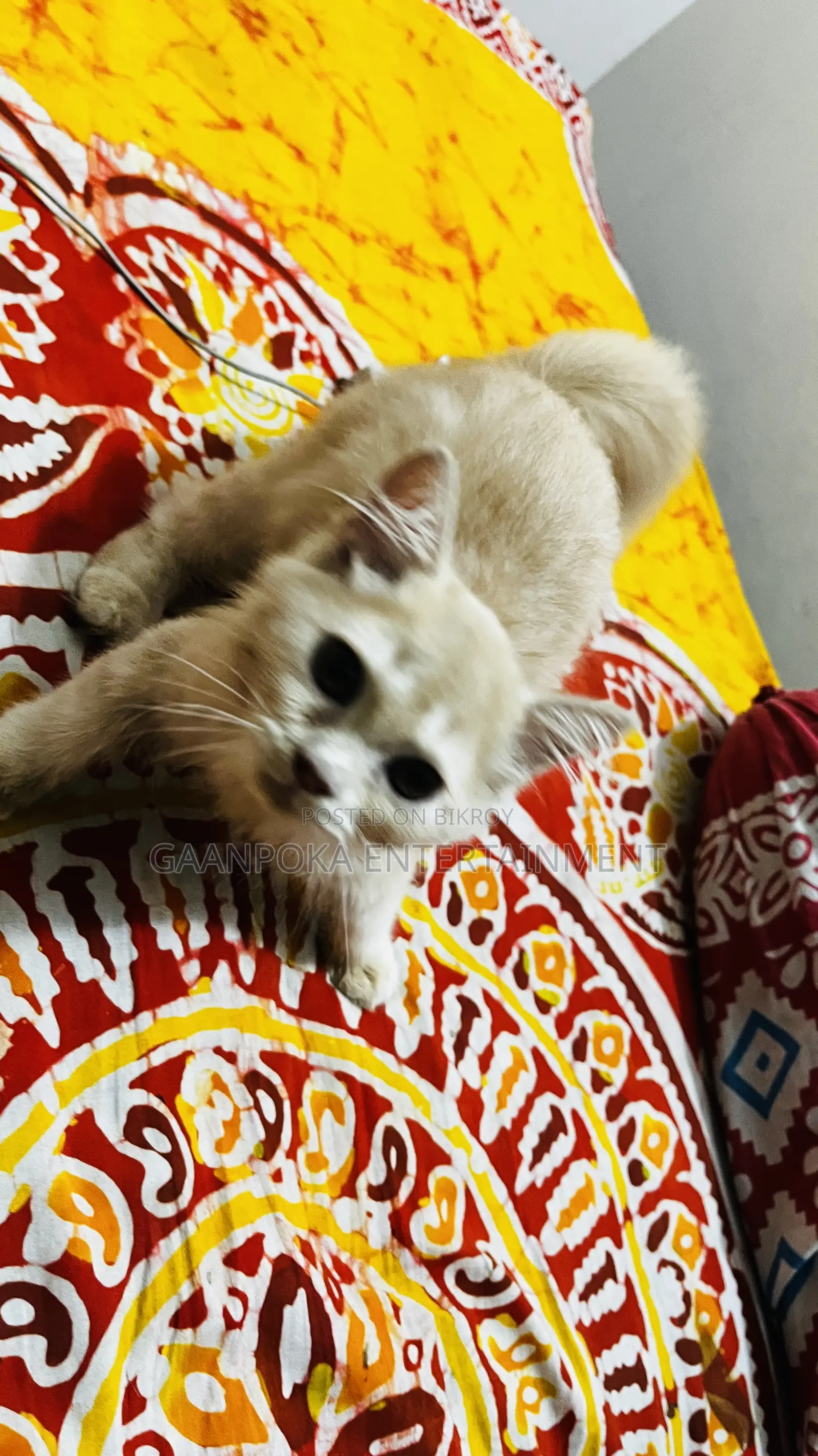 ১-৩ মাস বয়সী ফিমেল পিওরব্রেড পার্সিয়ান