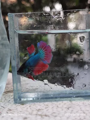 ফাইটার মাছ বিক্রি