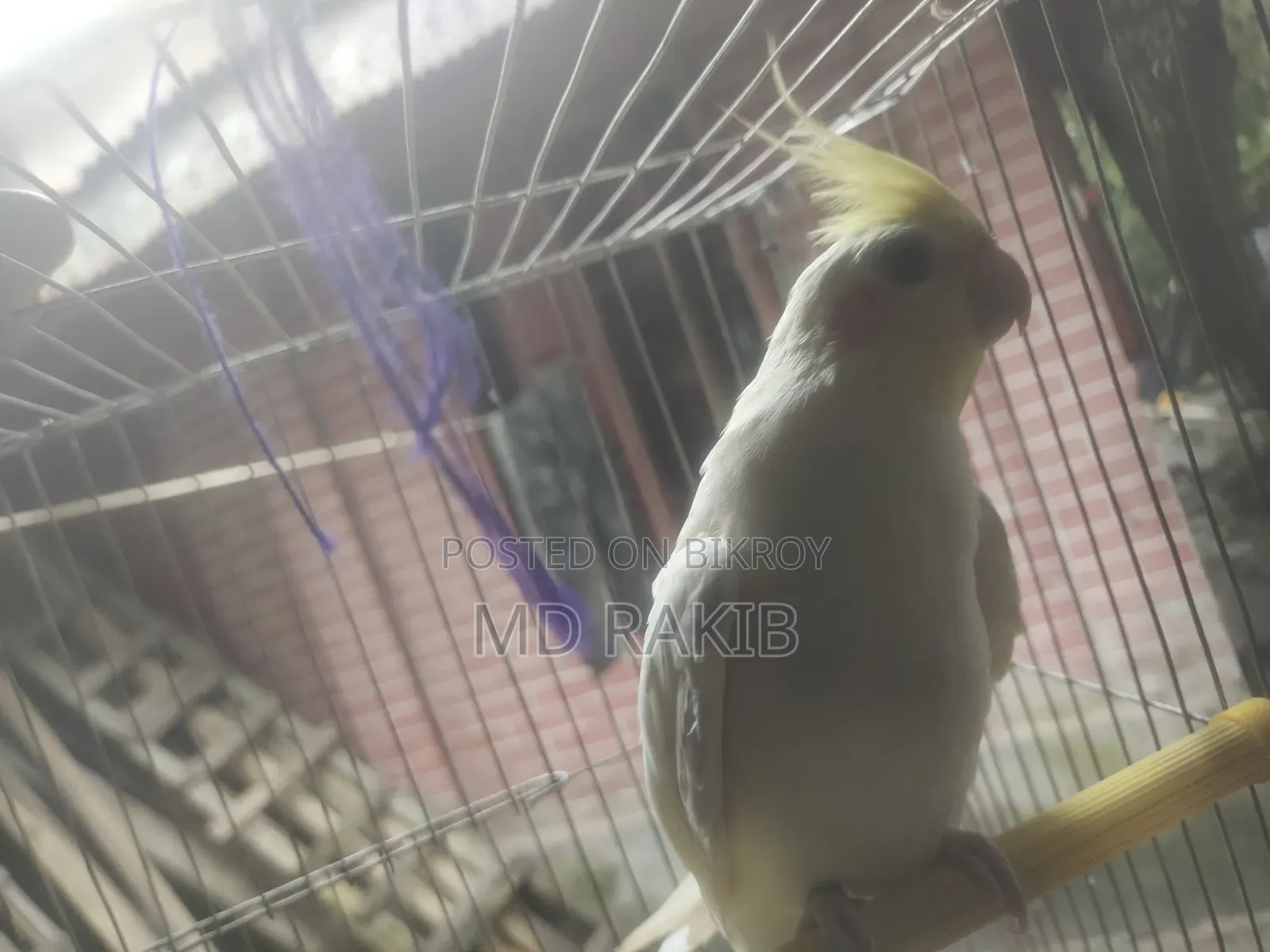 ফিমেল লুটিনো ককাটেল একটা