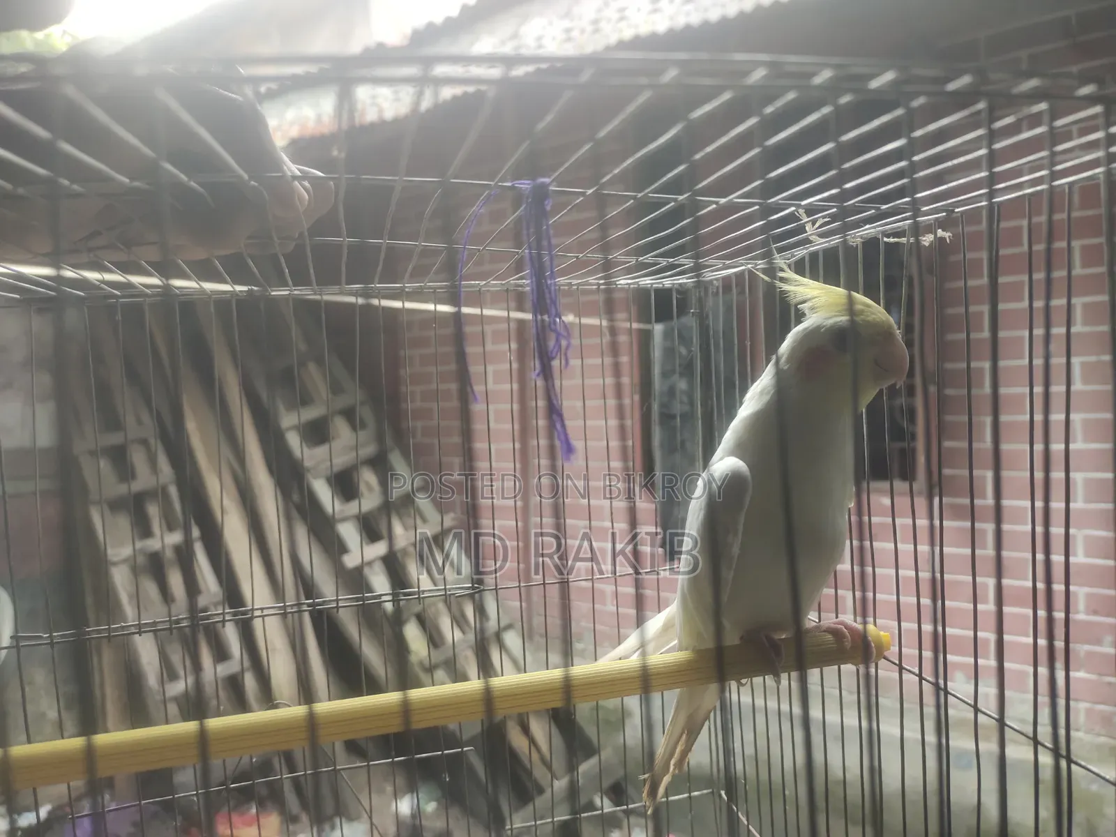 ফিমেল লুটিনো ককাটেল একটা