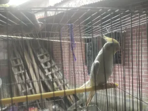 ফিমেল লুটিনো ককাটেল একটা