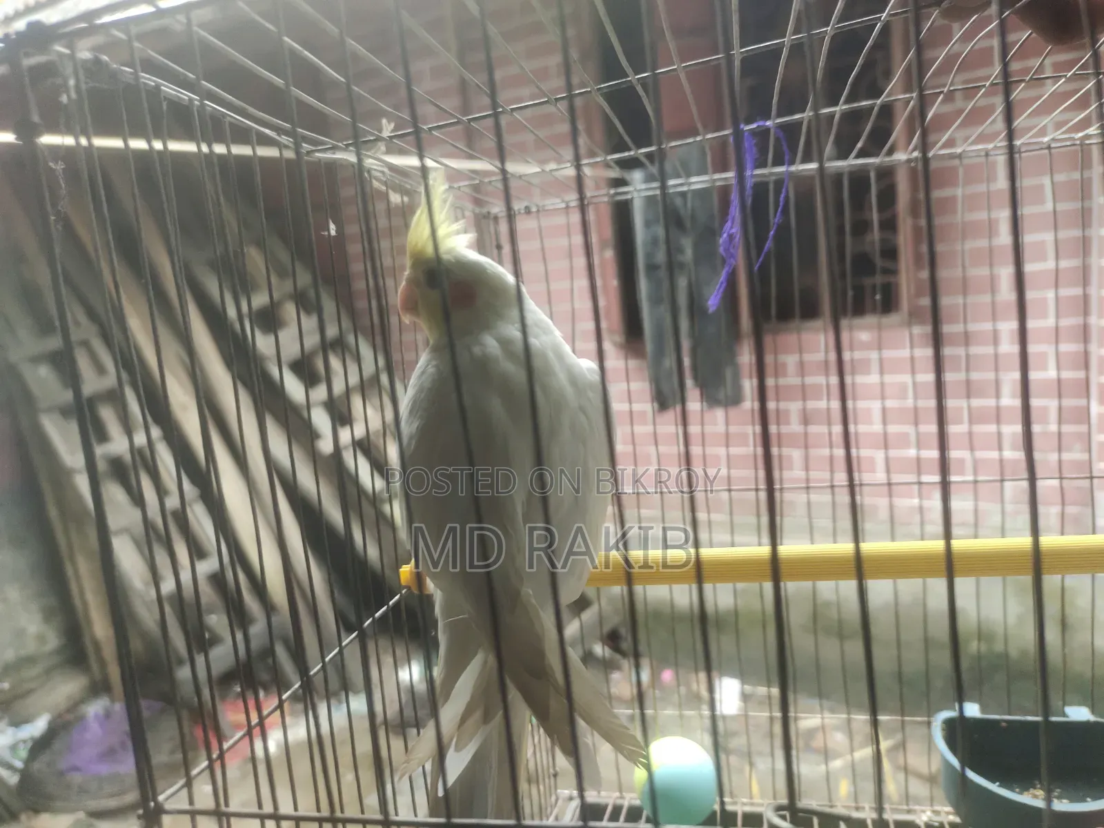 ফিমেল লুটিনো ককাটেল একটা