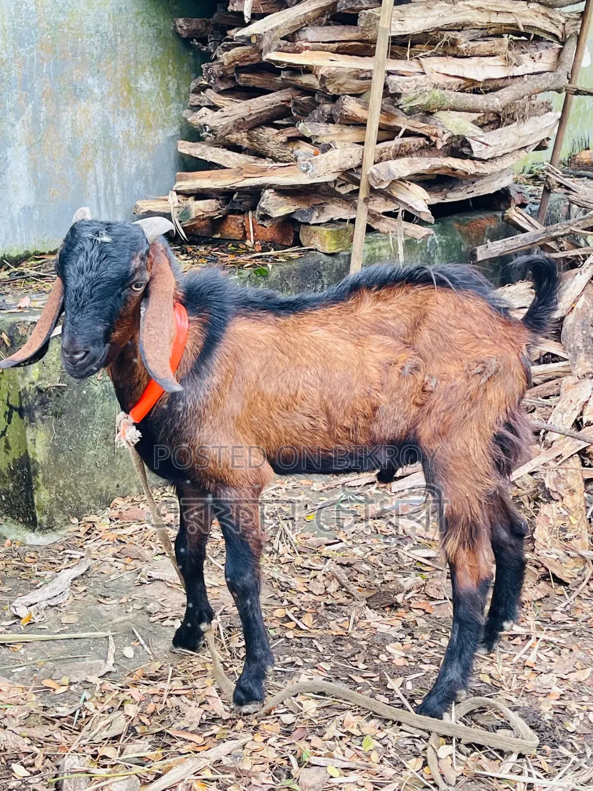 Male Goat For Sale