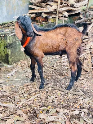 Male Goat For Sale