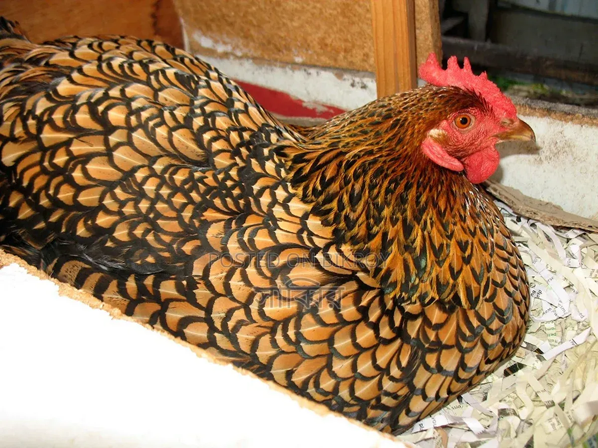 Several pairs of different breeds of chickens and roosters for sale