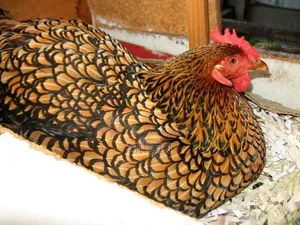 Several pairs of different breeds of chickens and roosters for sale