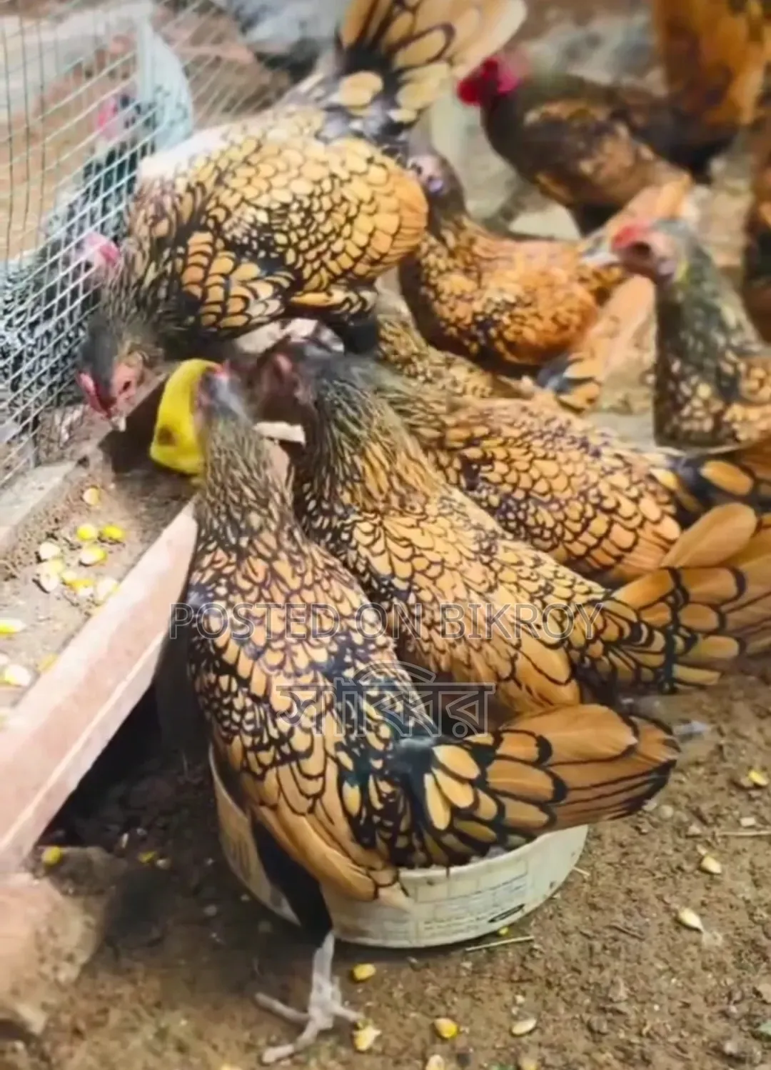 Several pairs of different breeds of chickens and roosters for sale