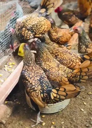 Several pairs of different breeds of chickens and roosters for sale