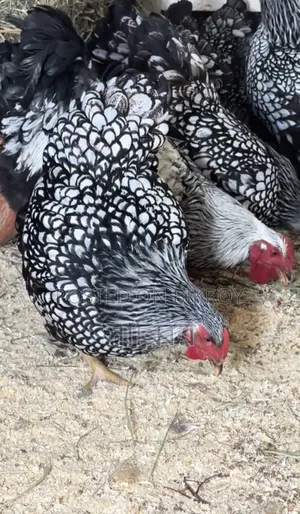 Several pairs of different breeds of chickens and roosters for sale
