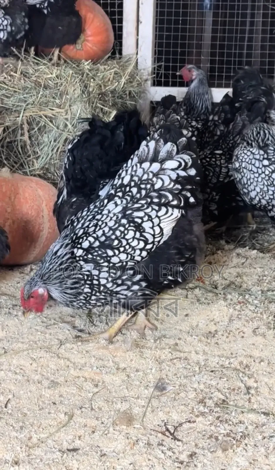 Several pairs of different breeds of chickens and roosters for sale