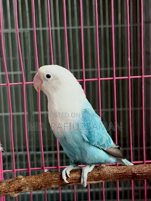 Lovebirds Blue Series