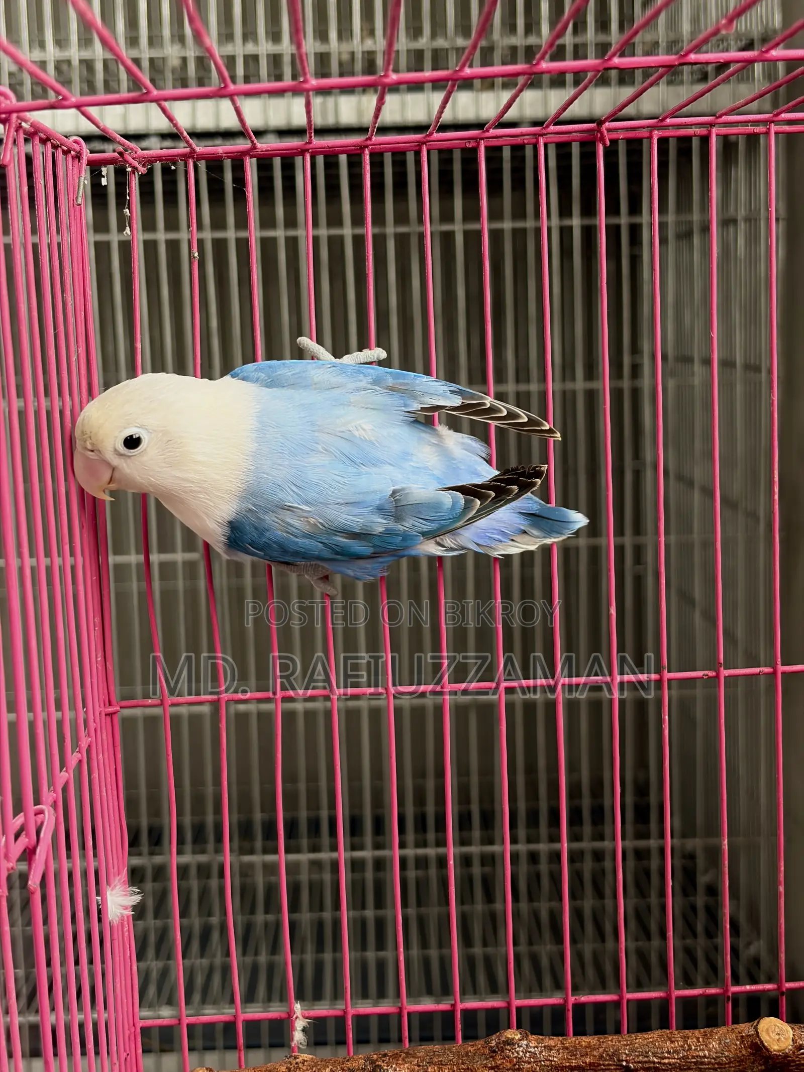 Lovebirds Blue Series