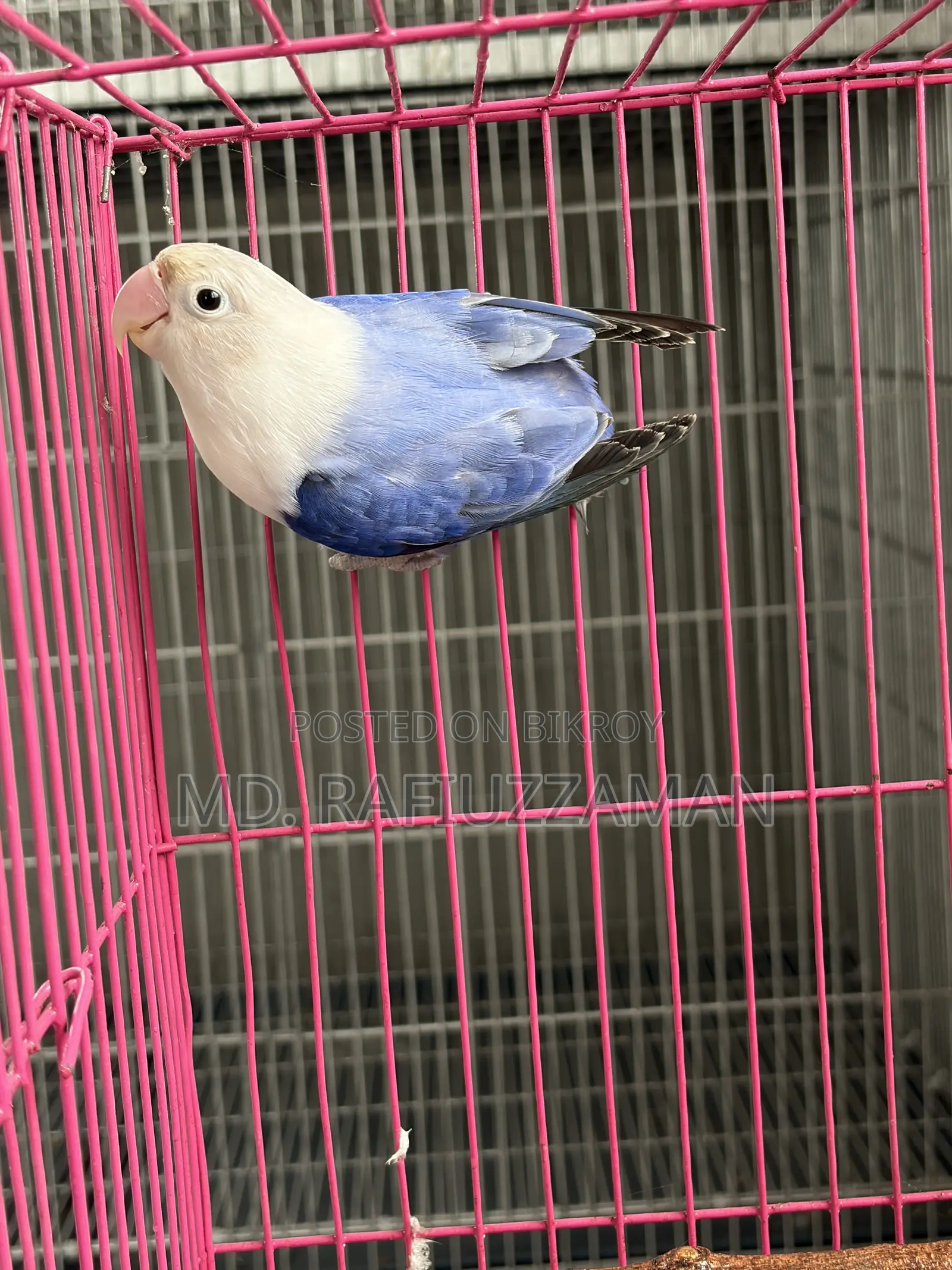 Lovebirds Blue Series