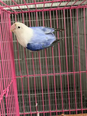 Lovebirds Blue Series