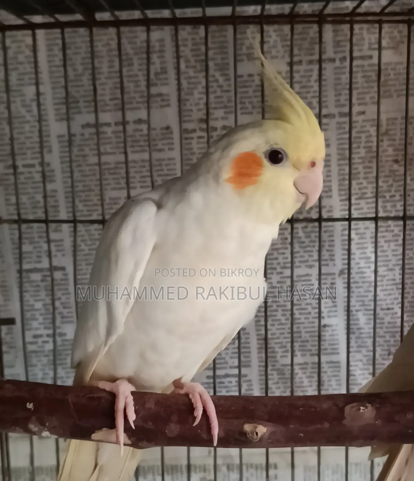 Lutino Cockatiel