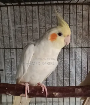 Lutino Cockatiel