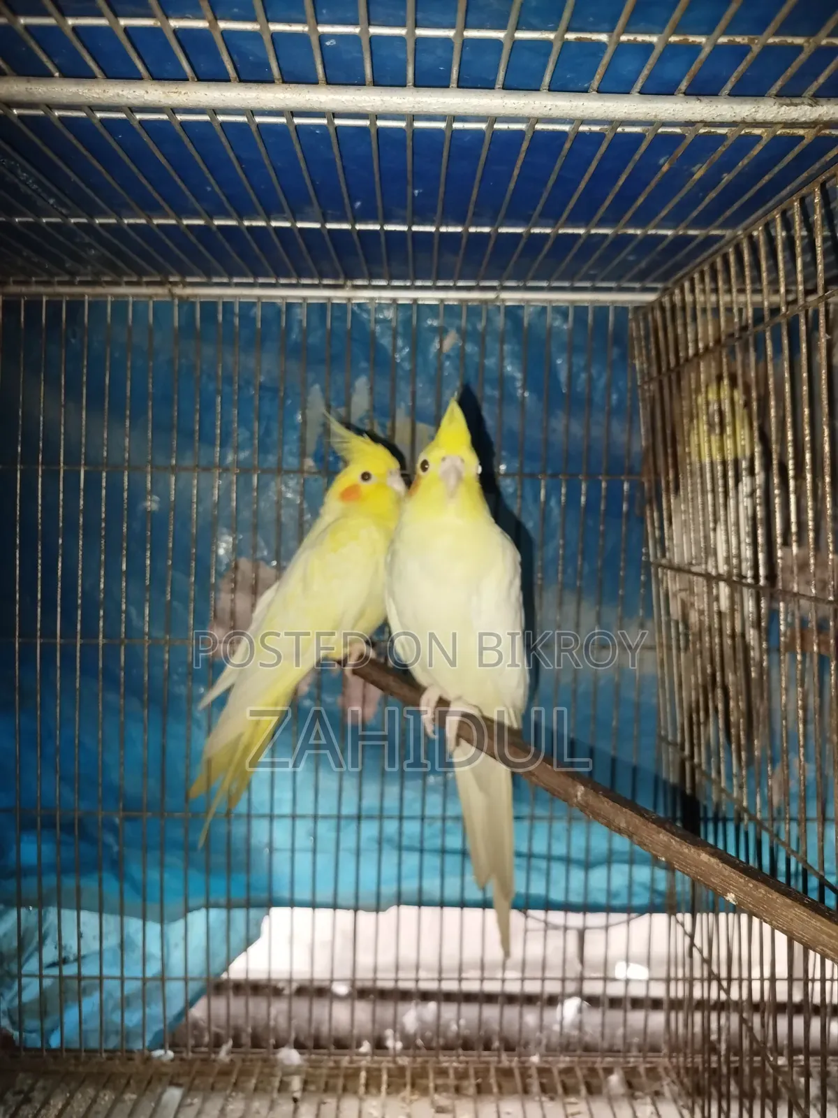 Cockateil Bird