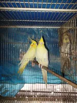 Cockatiel Bird