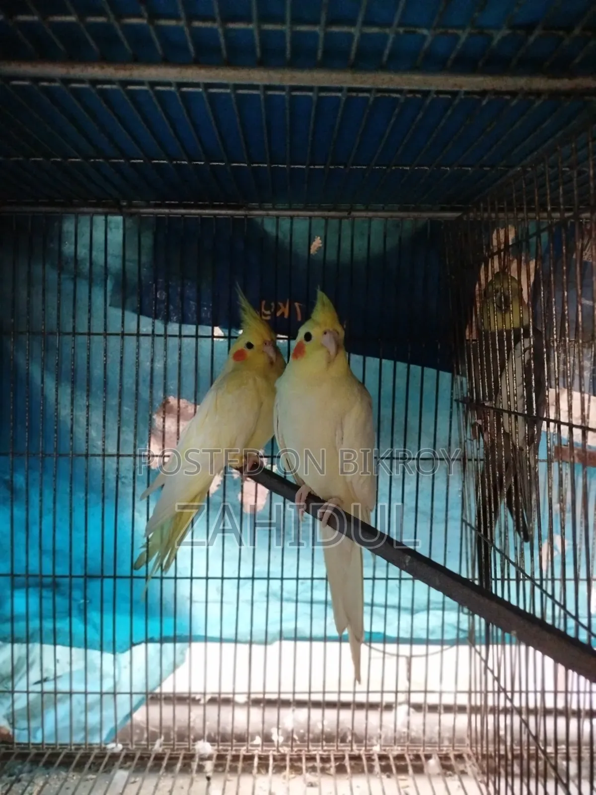 Cockateil Bird