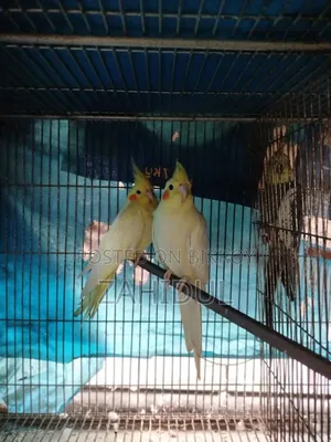 Cockateil Bird