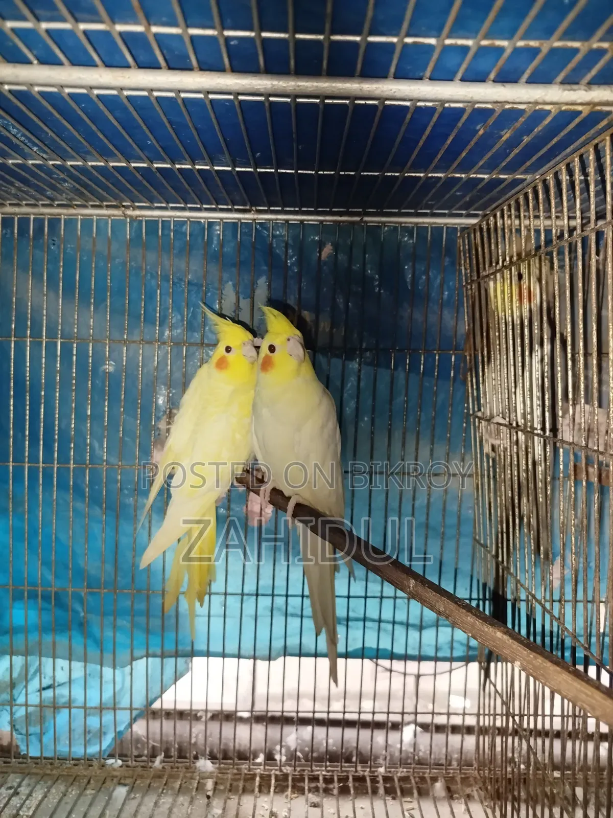 Cockateil Bird