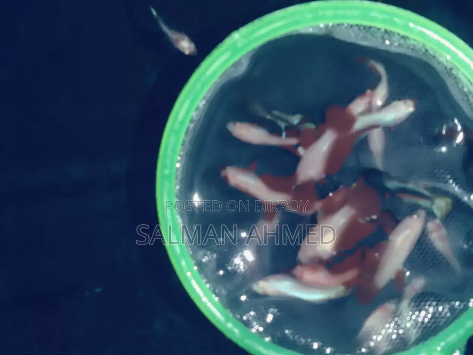 রোস্টেল ফাইটার