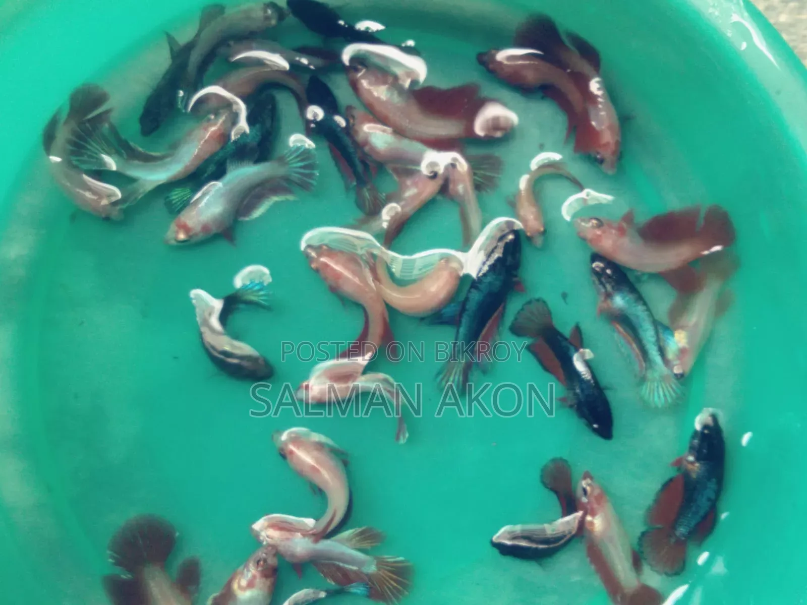 বেটা বা ফাইটার মাছের বাচ্চা