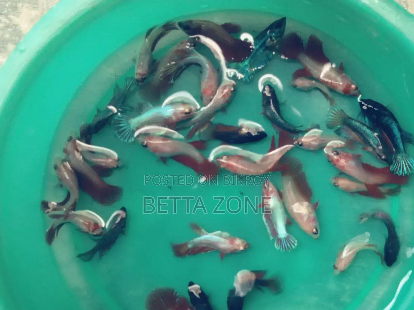 Betta or Fighter Fish Fry